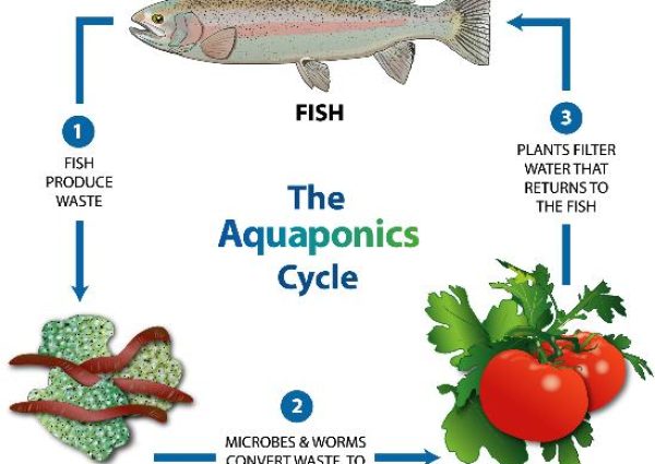 cycle fish cycle fish